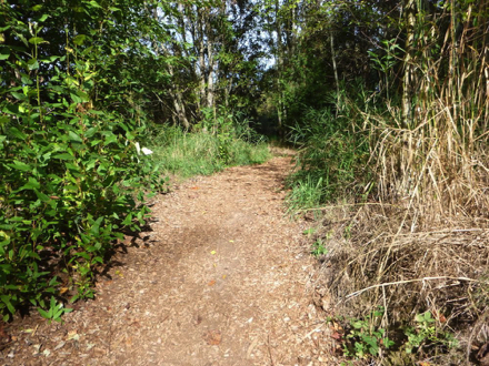 Natural surface trail to disc golf – bark chip surface